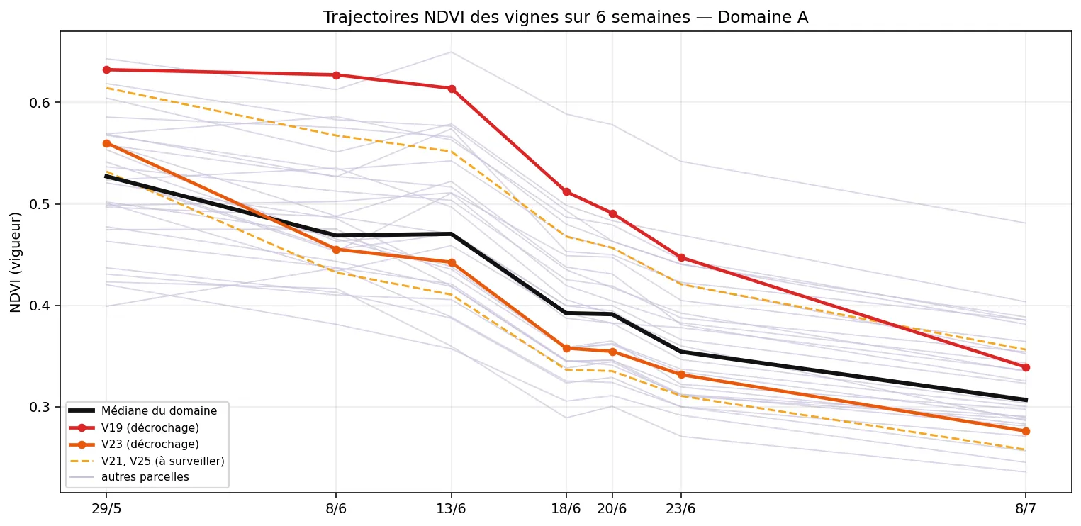 Courbes NDVI de 35 parcelles sur 6 semaines : un faisceau homogène qui descend doucement, et deux courbes qui plongent plus vite